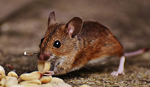 24 Hour & Emergency Exterminators in Wallis Run, PA
